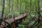 A tropical mangrove forest with boardwalk