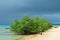 Tropical mangrove trees