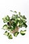 Tropical `Manjula` Pothos, house plant ,also called `Happy Leaves`, in natural flower pot on white background
