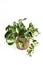 Tropical `Manjula` Pothos, house plant ,also called `Happy Leaves`, in natural flower pot on white background