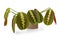 Tropical `Maranta Leuconeura Fascinator` plant on white background