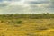 Tropical Meadow Scene at Guayaquil Outskirts, Ecuador