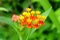 Tropical Milkweed