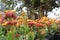 Tropical Milkweed Asclepias curassavica.