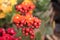 Tropical Milkweed Asclepias curassavica.