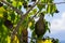 Tropical Mocking Bird, Mimus gilvus, in a tree, Guadeloupe, Caribbean