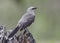 Tropical Mockingbird Eating a Gecko - Panama