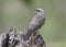 Tropical Mockingbird Eating a Gecko - Panama