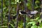 Tropical Mockingbird on an iron gate in Mexico