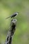 Tropical mockingbird, Mimus gilvus