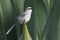 Tropical Mockingbird (Mimus gilvus rostratus)