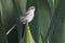 Tropical Mockingbird (Mimus gilvus rostratus)
