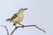 Tropical mockingbird sitting on branch