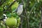 Tropical mockingbird sitting in a tree, Carriacou Island, Grenada