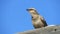 Tropical mockingbird sitting on a tree trunk