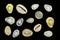 Tropical money cowrie shells on a black background