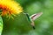 A tropical Monkey brush flower, Combretum, and a Copper-rumped hummingbird, Amazilia tobaci.