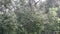 Tropical Monsoon Downpour: Panoramic Shot of Heavy Rains in Uttarakhand, India