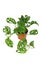 Tropical `Monstera Adansonii` or `Monstera Monkey Mask` vine houseplant in flower pot on white background