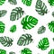Tropical monstera leafs seamless background.