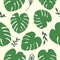 Tropical monstera leaves seamless pattern.