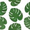 Tropical monstera leaves. Seamless tropic summer pattern with white background