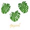 Tropical monstera leaves. Set of isolated exotic leaves design elements