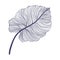 Tropical monstera single leaf in modern linear style. Hand drawn exotic summer leaf illustration.