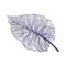 Tropical monstera single leaf in modern linear style. Hand drawn exotic summer leaf illustration.