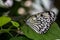 Tropical moth White tree nymph