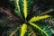 Tropical multicolor Codiaeum croton leave, tropical greenery, nature background