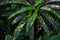 Tropical multicolor Codiaeum croton leave, tropical greenery, nature background