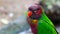 Tropical multicolor rainbow lorikeet, closeup bird portrait