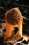 Tropical mushroom French Guyana