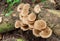 Tropical mushrooms in rainforest