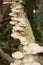 Tropical mushrooms in rainforest