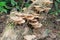 Tropical mushrooms in rainforest