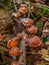 Tropical Mushrooms on a rotting Tree in Thailand forest