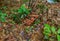 Tropical Mushrooms on a rotting Tree in Thailand forest