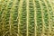 Tropical natural green cactus texture. Abstract natural pattern texture, exotic spiny background