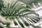 Tropical natural Monstera leaves with texture. Split-leaf philodendron, tropical foliage. Abstract natural pattern