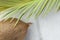 Tropical Nature Background Ripe Coconut Spiky Green Yellowish Palm Leaf Scorched by the Sun. Healthy Food Lifestyle Summer