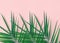 Tropical nature background. Spiky feathery green palm leaves on light pink wall background. Room house plant interior decoration