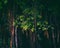 Tropical nature environment with lush vegetation. A woody liana stalk twines around a tree in a forest