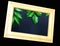 Tropical nature green leaf in picture frame on black background