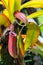 Tropical Nepenthes Carnivorous Liana Plant. Grassy carnivorous creeper with a jug trap for insects. Bright red Nepenthes jug