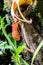 Tropical Nepenthes Carnivorous Plant. Grassy liana with insect pitcher trap. Nepenthes red jug on a background