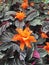 Tropical orange Calathea Crocata Tasmania flowers