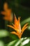 Tropical orange heliconia flower