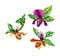 Tropical orchid boutonnieres